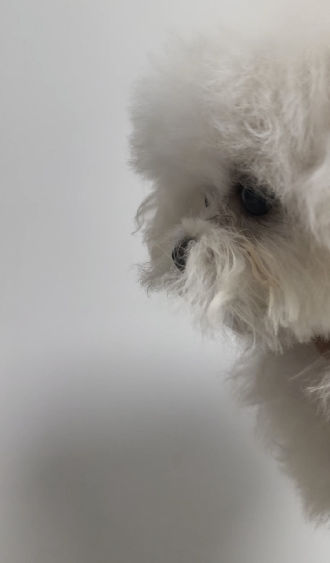 韩版比熊幼犬爆毛